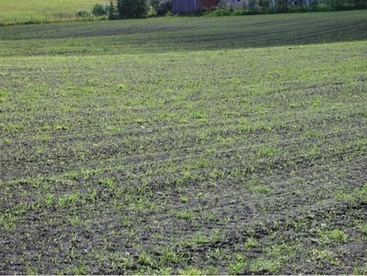 Nyspira gjenlegg med noe oppslag av tidligere grasvekst. Foto: Ragnhild Renna