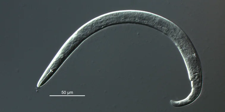 Pin-nematoden Paratylenchus projectus har en kraftig munnbrodd (stilett), som brukes til å trenge gjennom plantenes cellevegger.