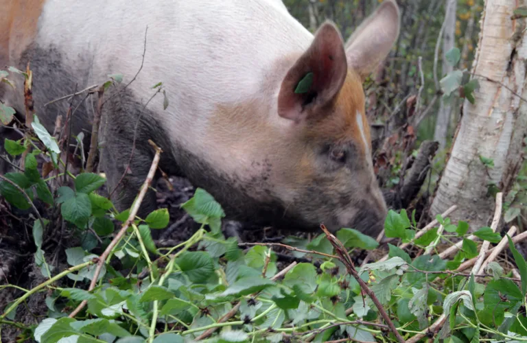 Grovfôr til gris og fjørfe