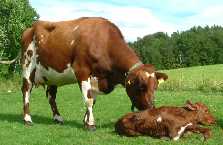 Naturleg mjølkefôring - kalv og diing