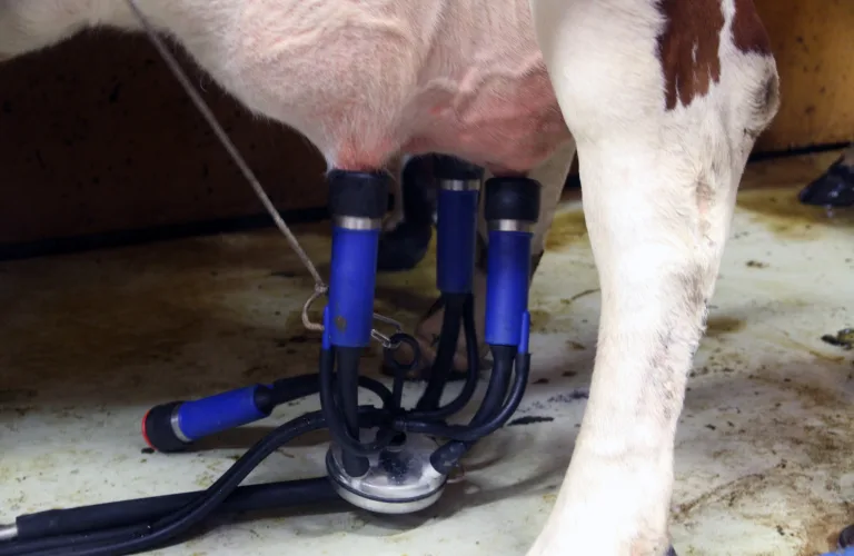 Økologisk melkeproduksjon er effektiv