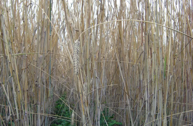 Fangvekster har flere gode egenskaper