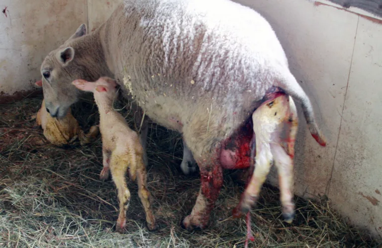 Innefôring, lamming og kjeing