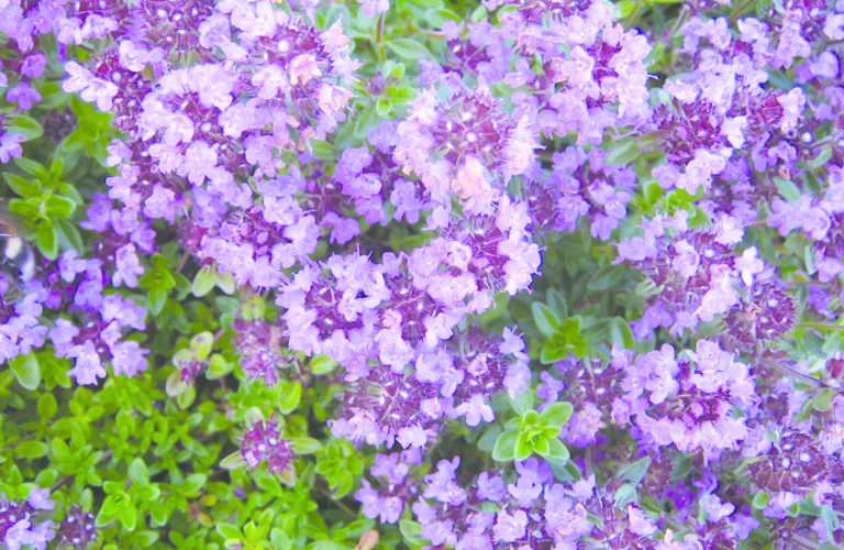 Urtesorter, formering og såing