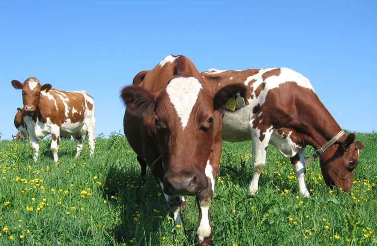 Økologisk mjølkeproduksjon uten kraftfôr