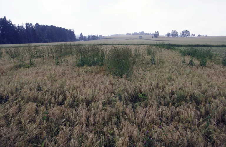 Frøugras i økologisk korn