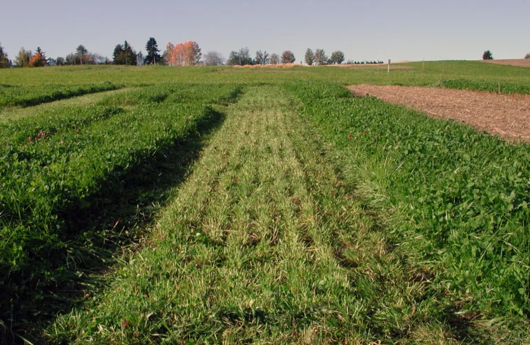 Grønngjødsel med belgvekster gir ikke større lystgassutslipp