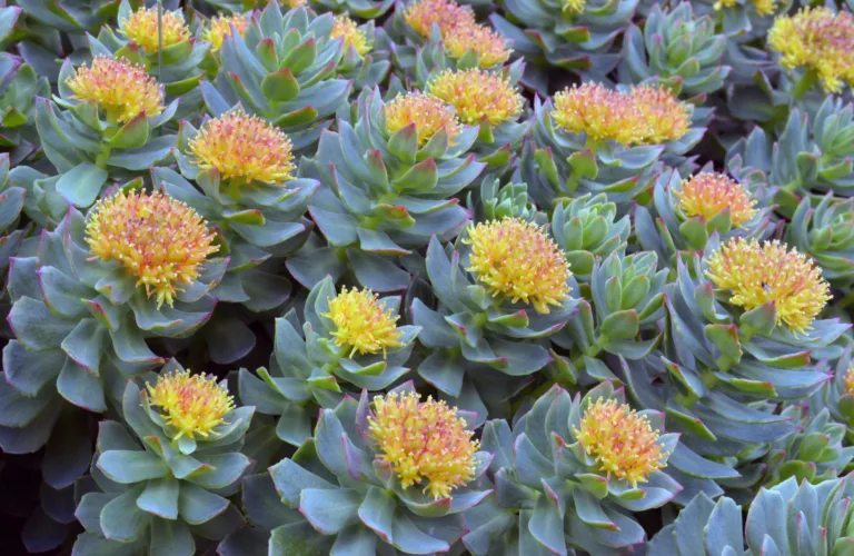 Rosenrot - Nordens ginseng