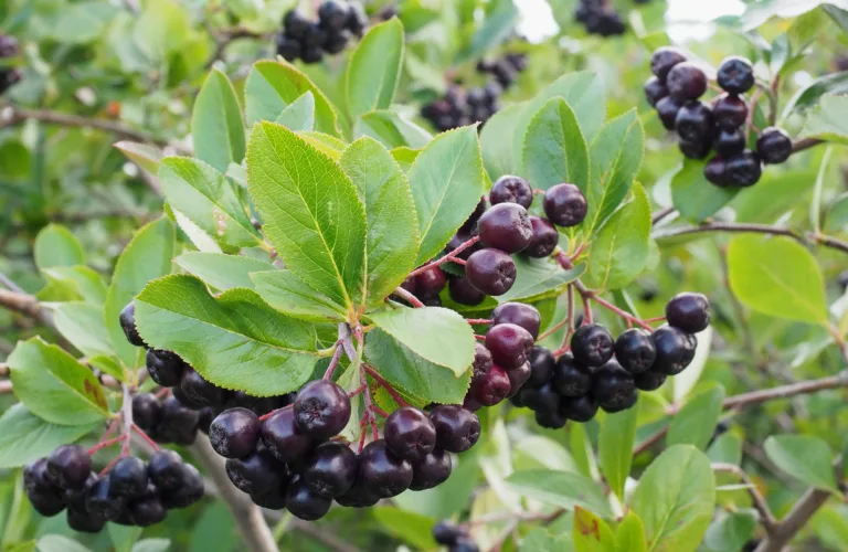 Aronia