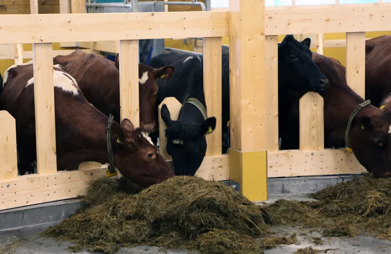 Grovfôr er det viktigste proteinfôret