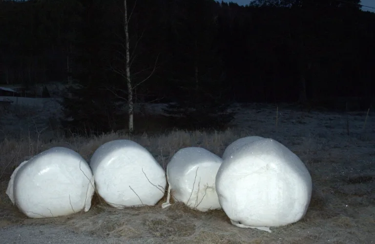 Konservering av gras