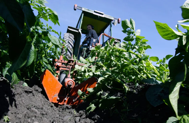 Dyrkingsveiledning for økologisk potetdyrking