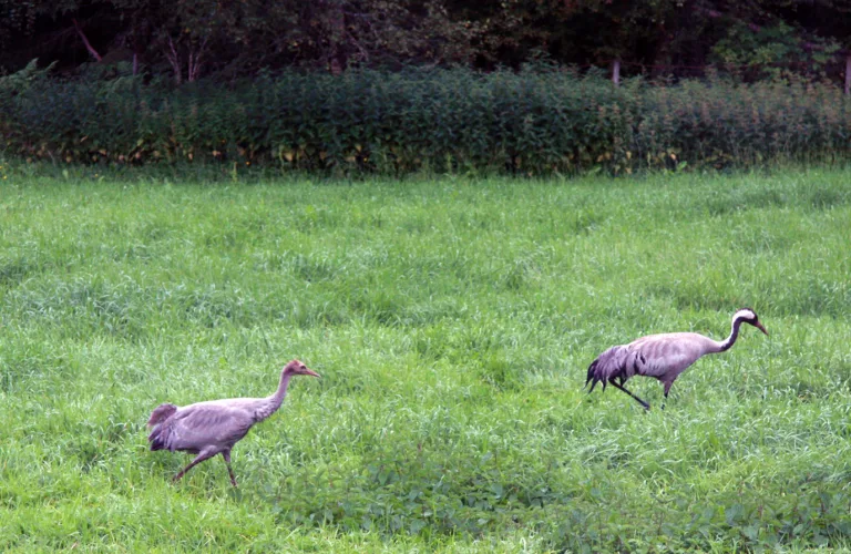 Fugler skyr ensretta landbruksdrift