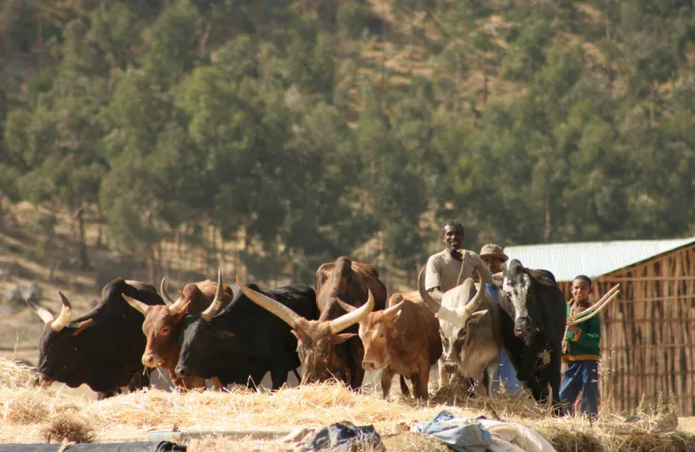 Landbruk må drives bærekraftig for å oppnå matsikkerhet
