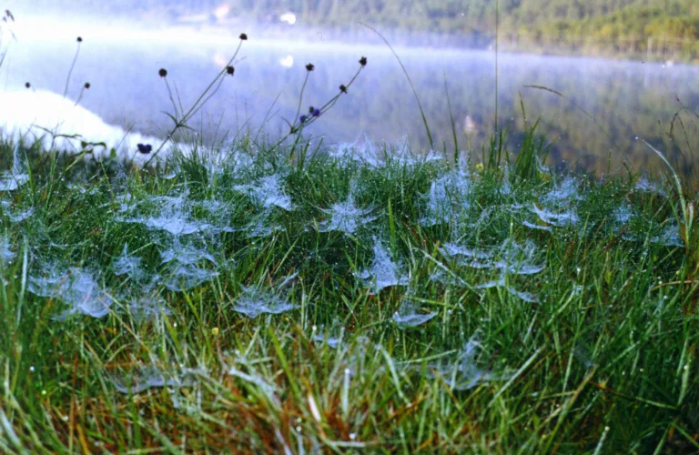 Edderkopper er viktige nyttedyr