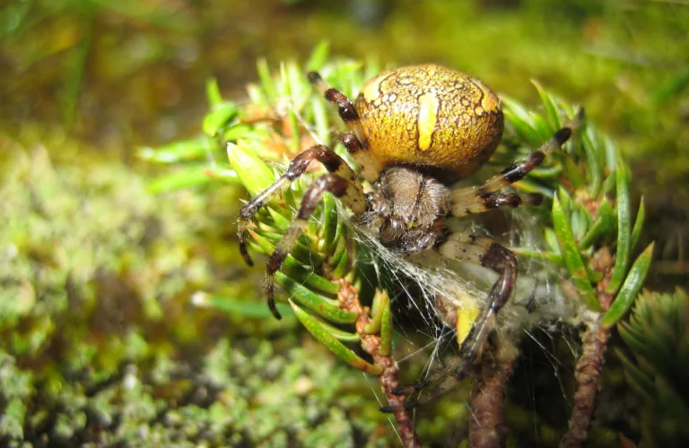 Nyttedyr i åker og eng