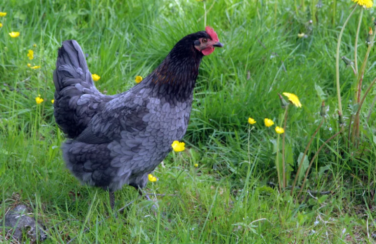 Fordøyelsessystemet hos fjørfe