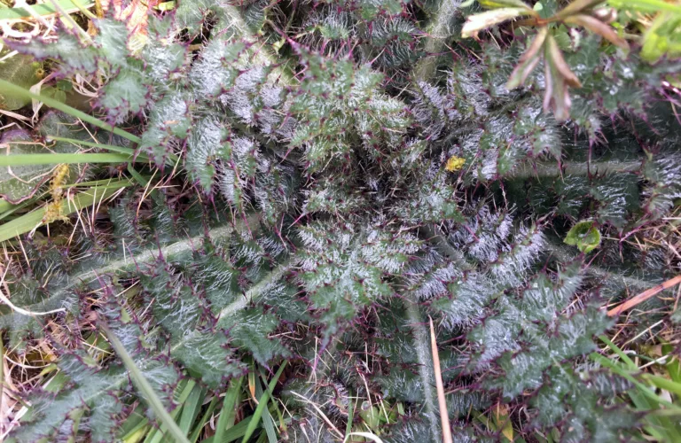 Ugras i økologisk landbruk