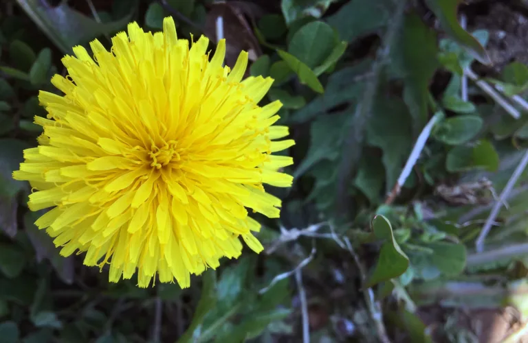 Korsmos ugrashage - mange gode illustrasjoner