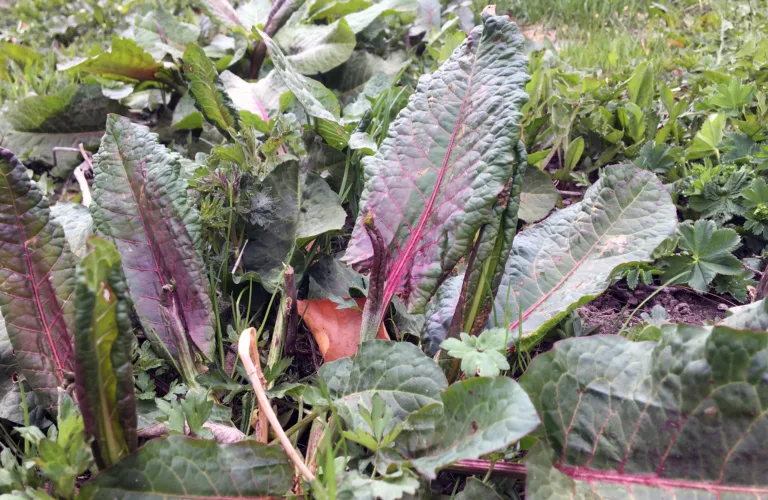 Rotugras - når, hvor og hvordan