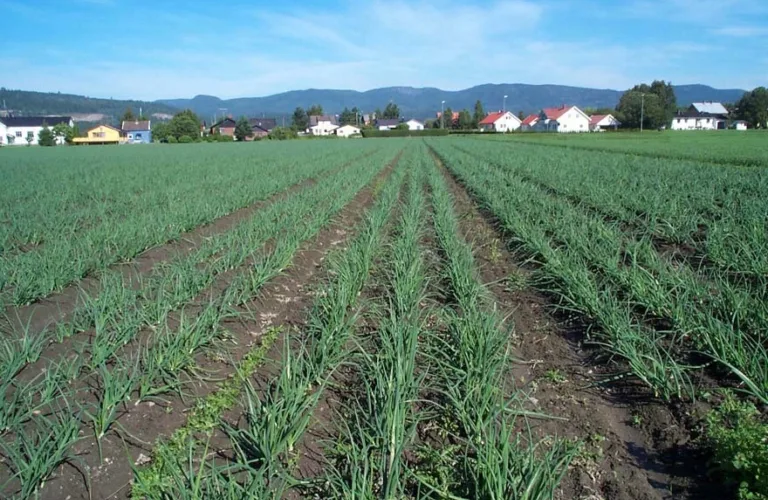 Bekjemper ugraset termisk og mekanisk