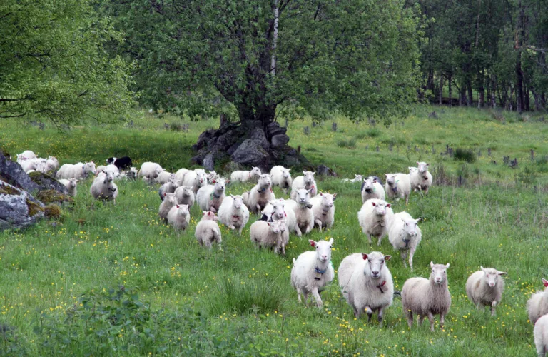 Økologisk sauehald - kort innføring