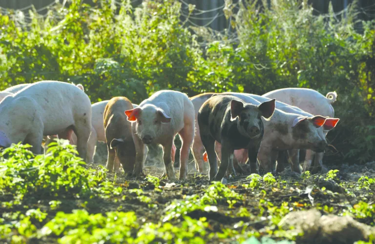 Fôr og fôring av gris