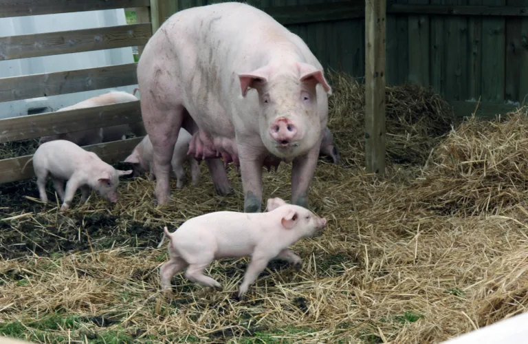 Reproduksjon og dyrehelse hos gris