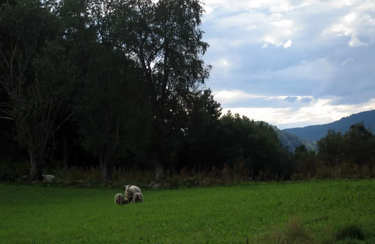 "Nesten økologisk" er ikke økologisk