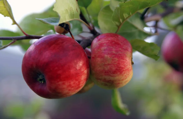 Økologisk plantevern i endring