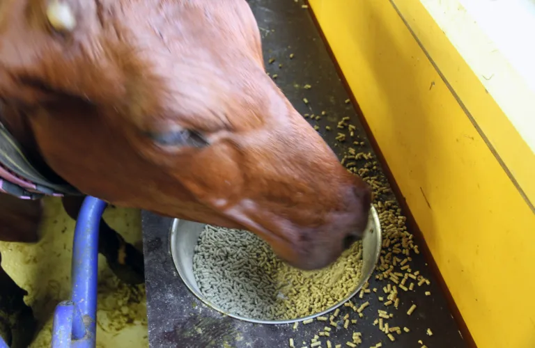 Stort behov for økologisk korn