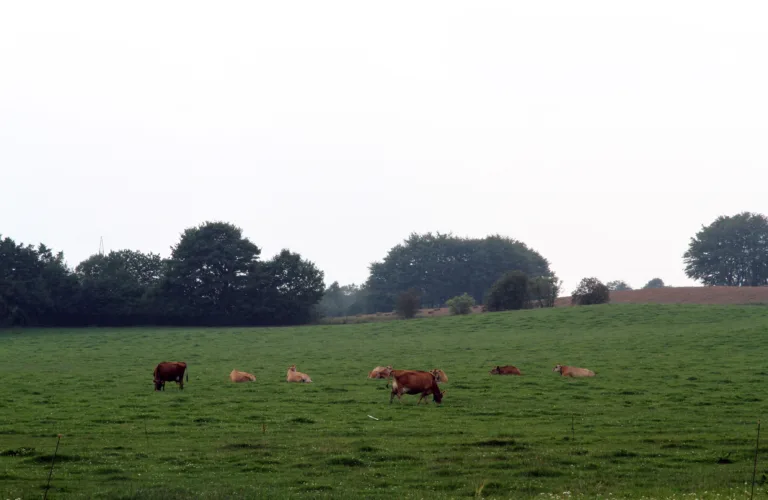 Betydningen av økologisk landbruk