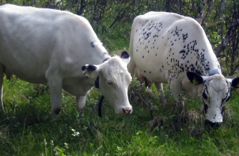 Val av mjølkekurase