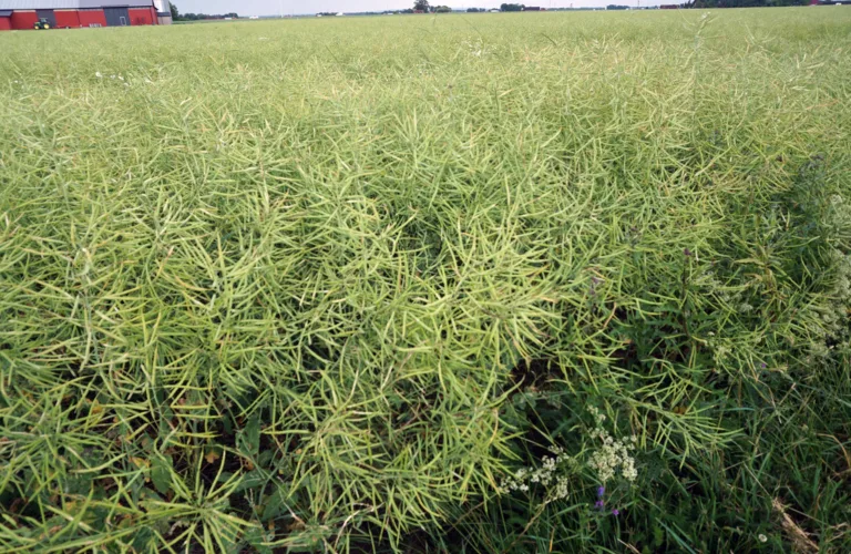 Raps – et gunstig proteinfôr til kyr