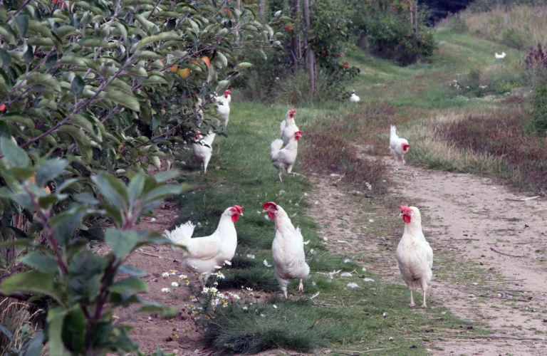Urter i hønsegården kan erstatte tilskuddsfôr