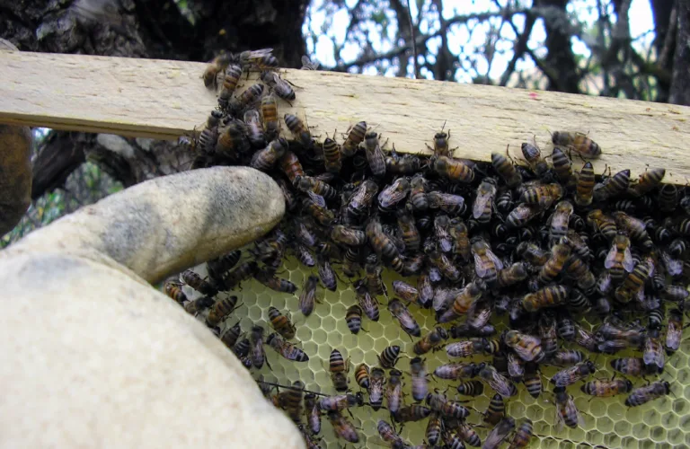 Økologisk birøkt - noe for deg?
