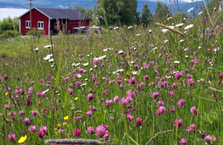 Økologisk driftsform og biologisk mangfold