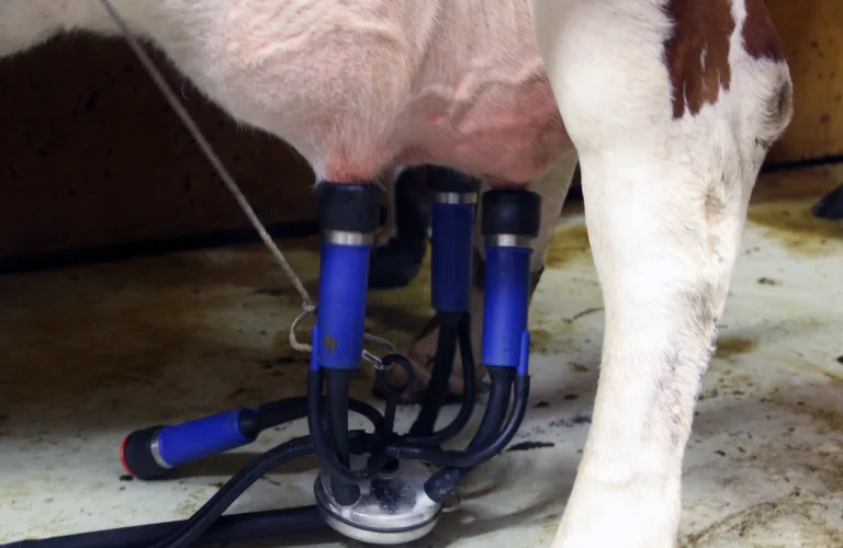 Klimagassutslipp fra mjølkeproduksjon mer enn bare raping