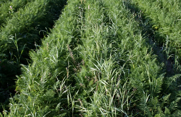 Ressurseffektiv kontroll av kveka