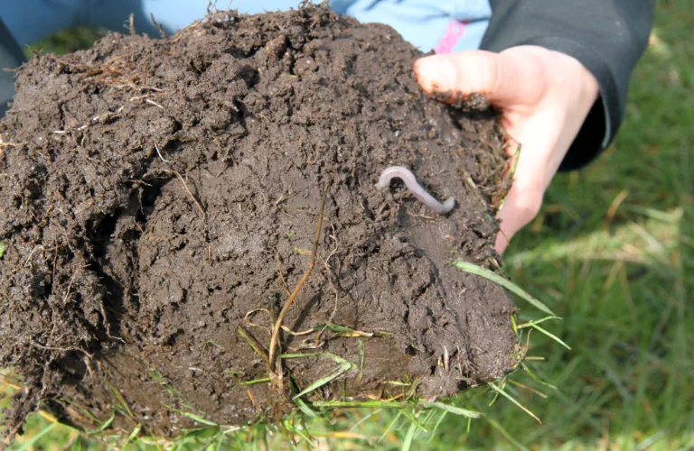 Meitemark - de viktigste husdyra?