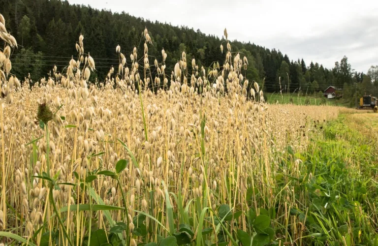 Mye å lære av økologisk landbruk