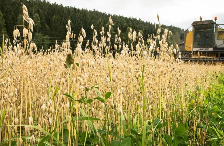 Samdyrking gir mange fordeler