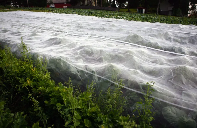 Fiberduk eller insektnett?