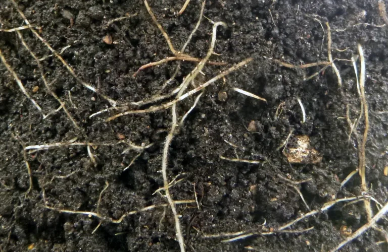 Matjordas økosystem