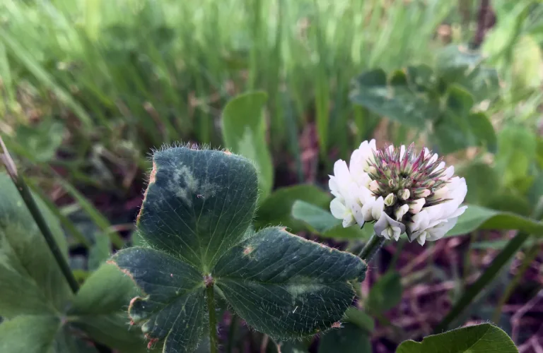 Landbrukets klimapåvirkning