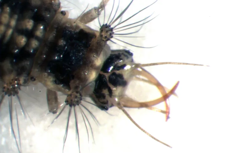 Bygg nyttedyrhoteller i frukthagen