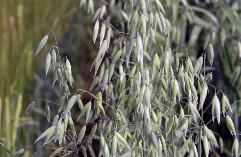 Mindre giftige sopper i økologisk korn