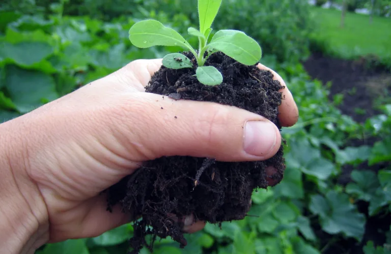 En guide for deg som er interessert i jordkarbon