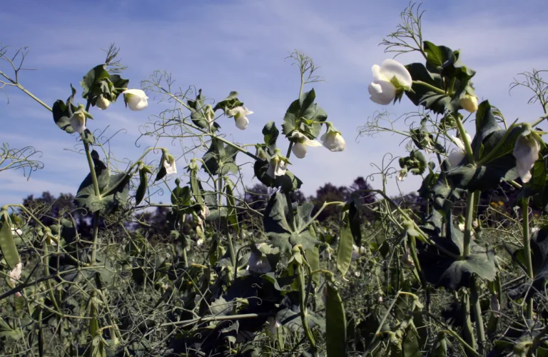 Det er verdt å prøve ert