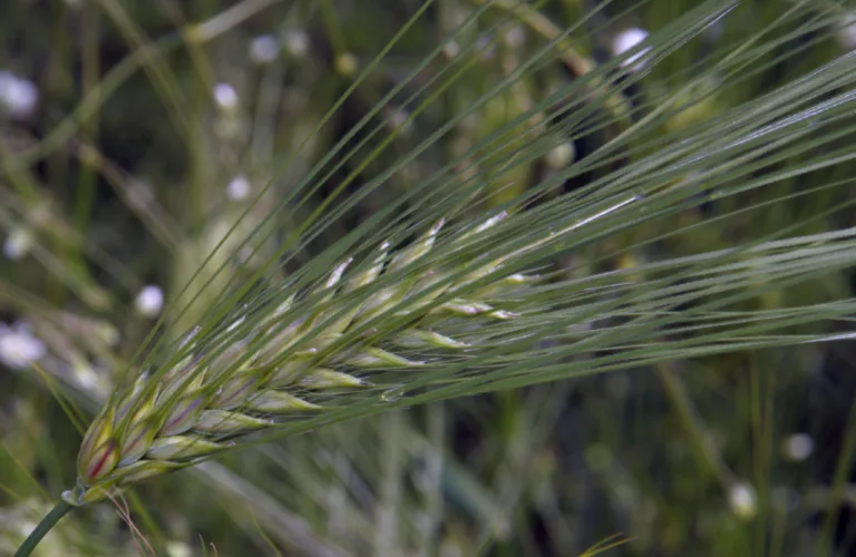 Jakten på en ny byggsort